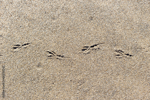 Background. Texture of beige sand and bird footprints close-up