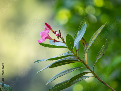 Oleander, Blumen Art Fotografie , Makro