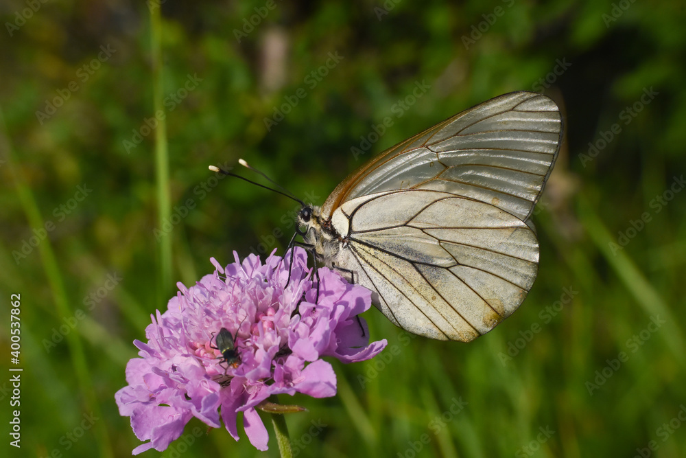 Aporia crataegi, Black Veined White butterfly on a beautiful blue wild flowers Aporia crataegi, Black Veined White butterfly on a beautiful blue wild flowers