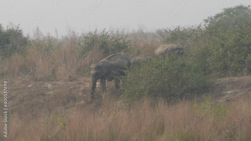 Full shot of wild asian elephant or tusker family with calf eating grass near ramganga river shore at dhikala zone of jim corbett national park uttarakhand india - Elephas maximus indicus Full shot of wild asian elephant or tusker family with calf eating grass near ramganga river shore at dhikala zone of jim corbett national park uttarakhand india - Elephas maximus indicus