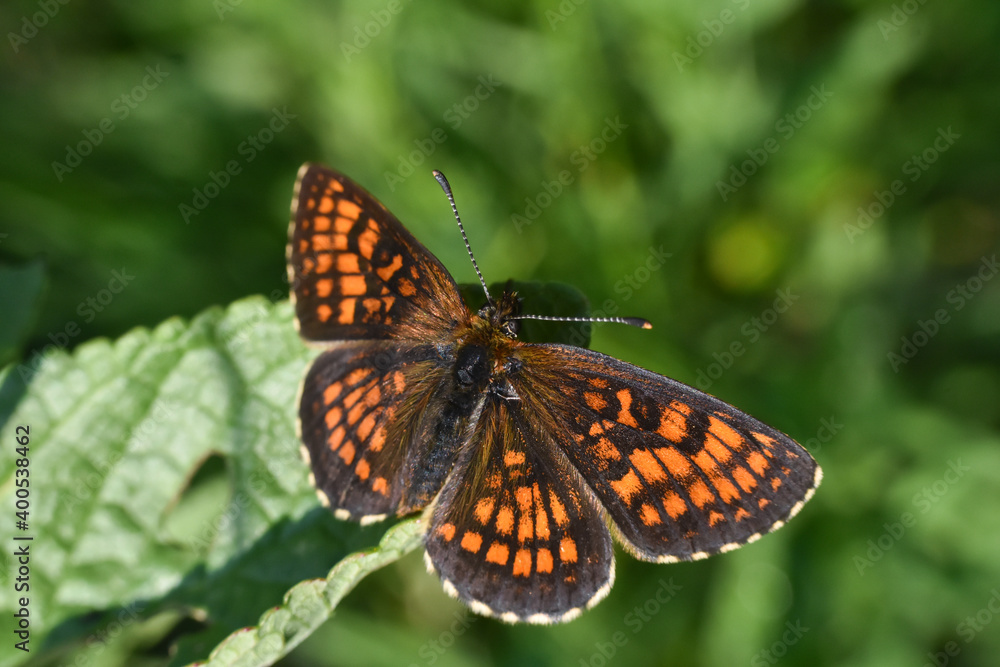 The heath fritillary (Melitaea athalia) on wild grass. Beautiful natural background with fritillary butterfly The heath fritillary (Melitaea athalia) on wild grass. Beautiful natural background with fritillary butterfly