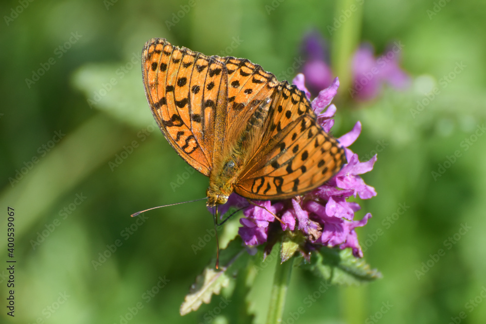 High Brown Fritillary butterfly, Argynnis adippe on wild flowers. Fritillary butterfly feeding on meadow in mountains High Brown Fritillary butterfly, Argynnis adippe on wild flowers. Fritillary butterfly feeding on meadow in mountains