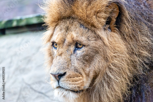 Fototapeta Naklejka Na Ścianę i Meble -  close up of a lion