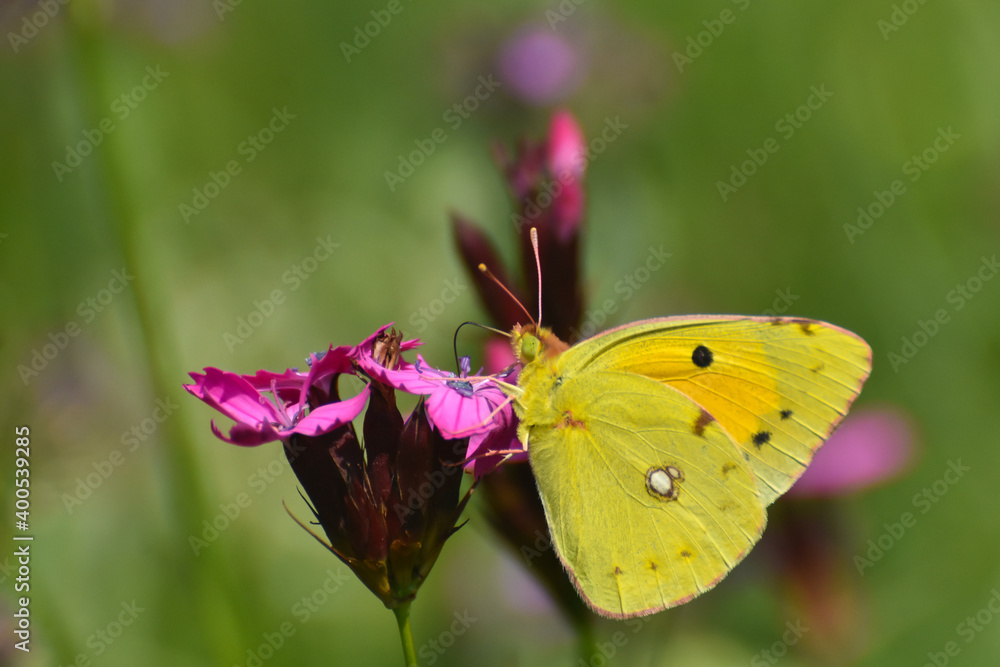 Clouded Yellow, Colias crocea, Beautiful yellow butterfly on wildflower. Yellow butterfly feeding on flowers Clouded Yellow, Colias crocea, Beautiful yellow butterfly on wildflower. Yellow butterfly feeding on flowers