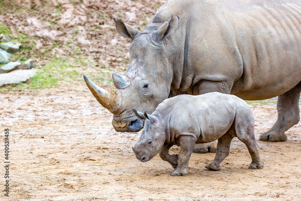 Fototapeta premium rhino in the zoo