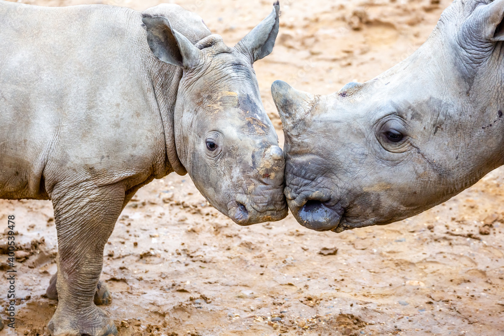 Fototapeta premium rhino in the zoo