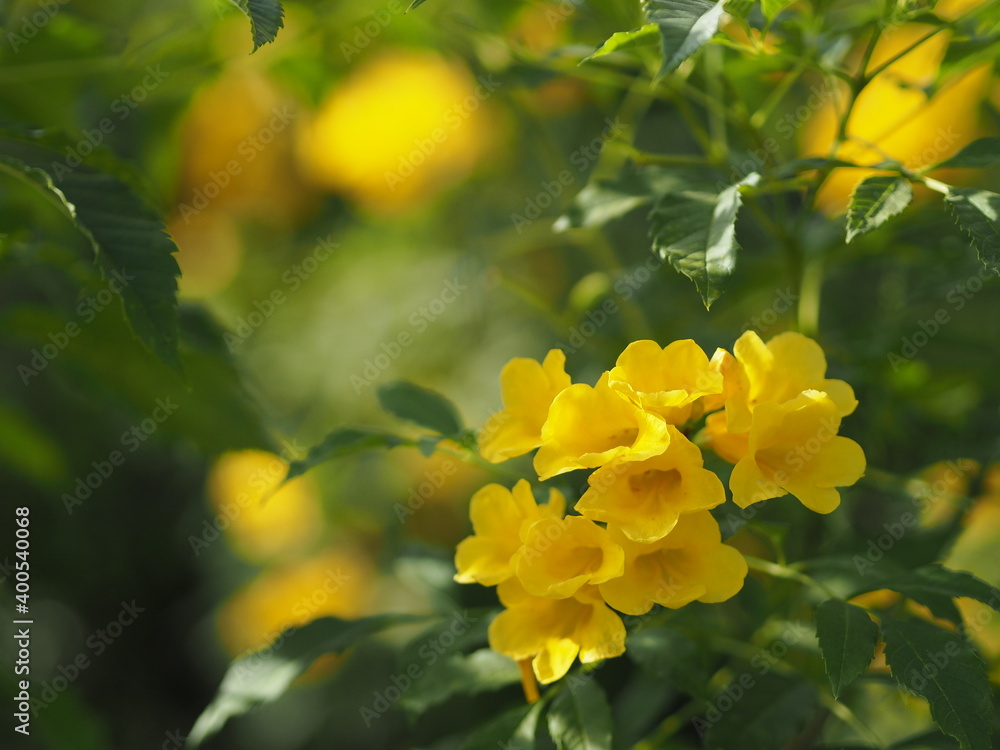 Yellow Elder, Magnoliophyta, Angiospermae of name Gold Yellow color trumpet flower, ellow elder, Trumpetbush, Tecoma stans blurred of background beautiful in nature Flowering into a bouquet of flower Yellow Elder, Magnoliophyta, Angiospermae of name Gold Yellow color trumpet flower, ellow elder, Trumpetbush, Tecoma stans blurred of background beautiful in nature Flowering into a bouquet of flower