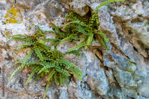 green plants between rocks while hiking in the mountains in spring