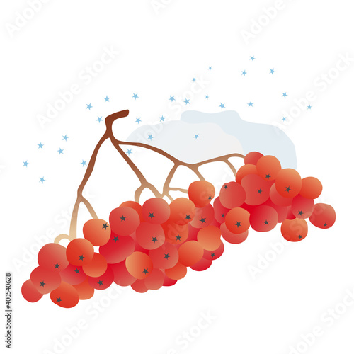 Bunch of red rowan berries in winter with snow. Hand-drawn vector. December, January, February, natural phenomena. Healthy food, medicinal plants. For winter cards for Christmas, New Year's holidays.