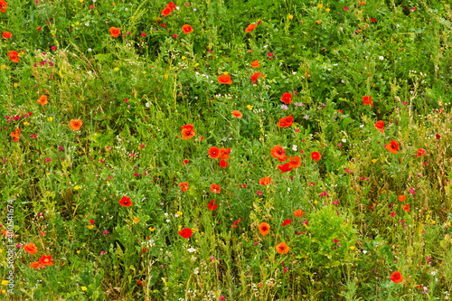 Poppies and wild flowers, Carcassonne, Languedoc-Roussillon, France