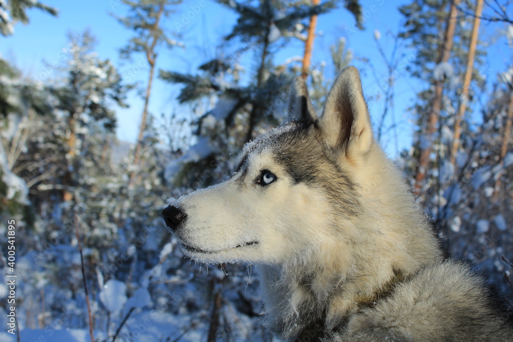 siberian husky dog siberian husky dog