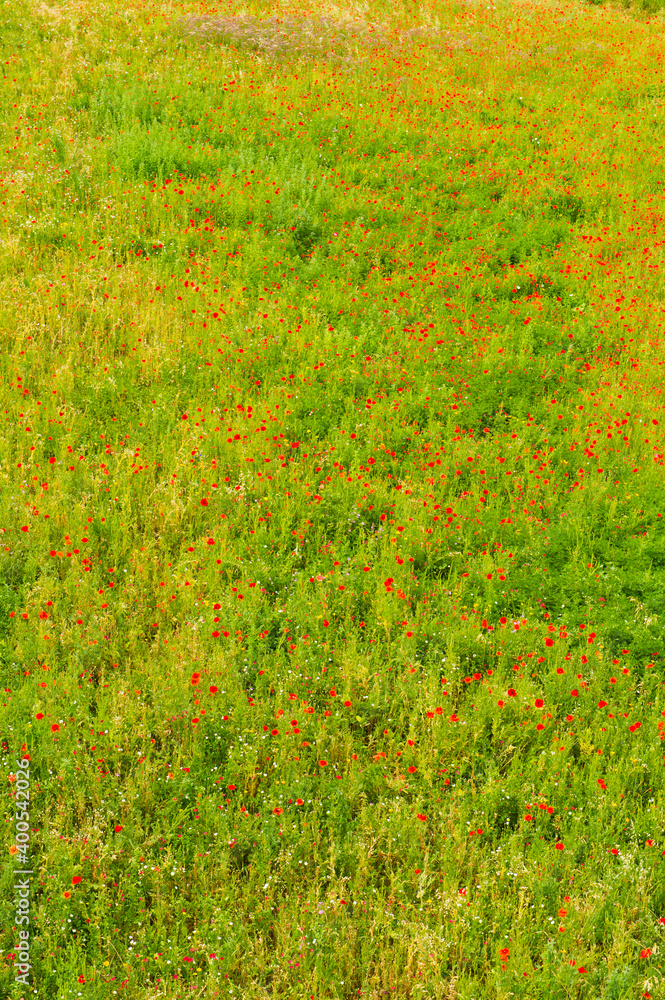 Poppies and wild flowers, Carcassonne, Languedoc-Roussillon, France Poppies and wild flowers, Carcassonne, Languedoc-Roussillon, France