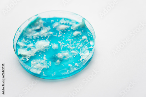 Mushroom mycelium on agar. White background. Reishi mushroom mycelium on potato dextrose agar. photo