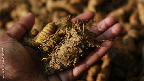 Turmeric Root with hand