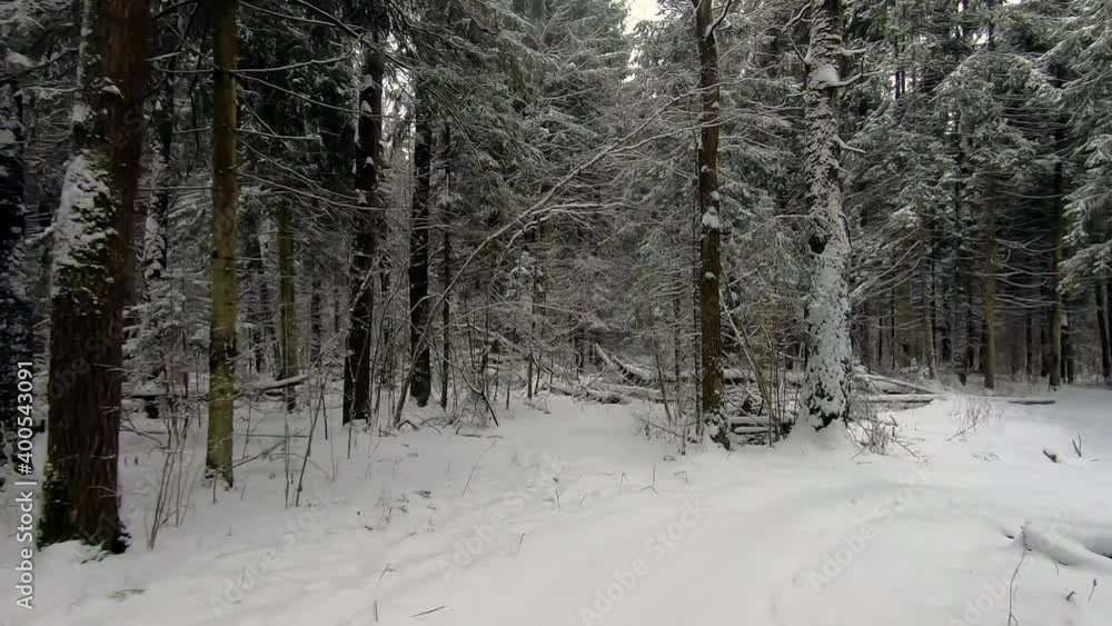 forest in winter forest in winter
