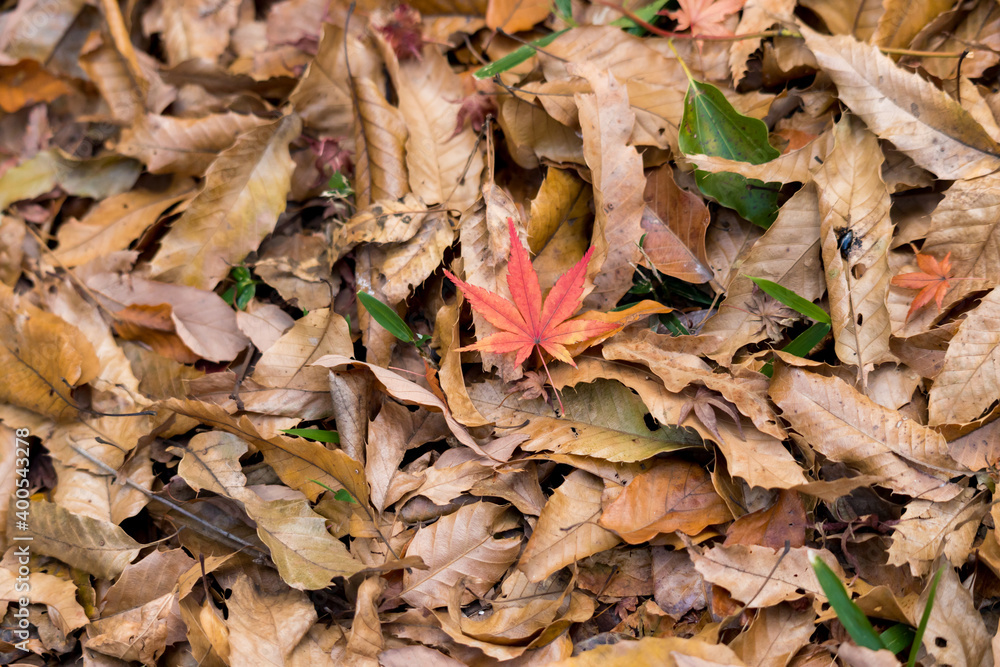 冬の地面のたくさんの落ち葉と紅葉の葉の風景 冬の地面のたくさんの落ち葉と紅葉の葉の風景