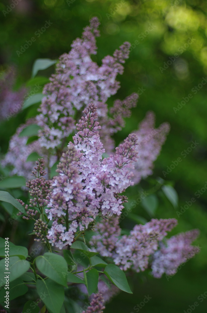 Obraz premium lilac flowers in the garden