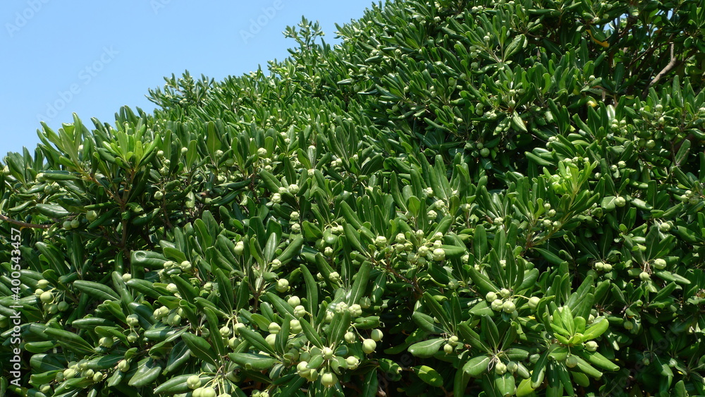 green bush texture against blue sky green bush texture against blue sky