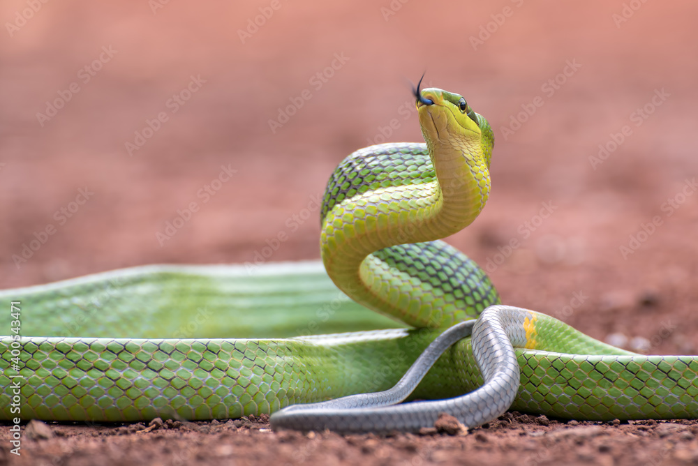 Fototapeta premium Gonyosoma oxycephalum known as red-tailed green ratsnake