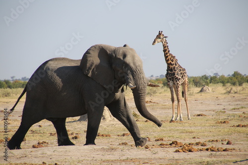 Elefant läuft an einer Giraffe vorbei © Wolfgang Berroth