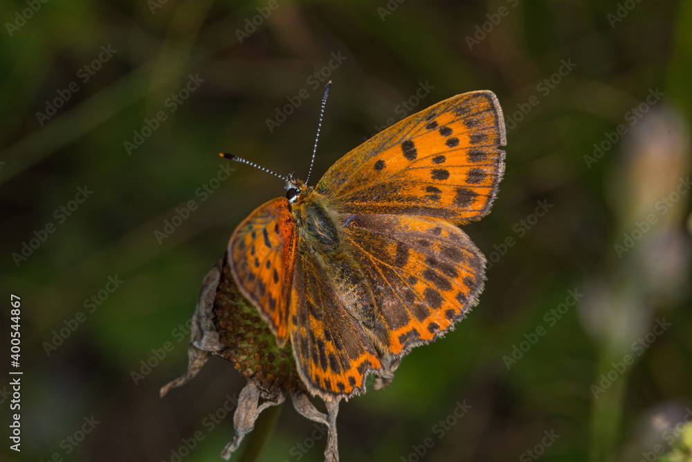 Dukaten-Feuerfalter, Lycaena virgaureae, DE, NRW, Kahler Asten, Sauerland 2020/07/13 09:47:44 Dukaten-Feuerfalter, Lycaena virgaureae, DE, NRW, Kahler Asten, Sauerland 2020/07/13 09:47:44