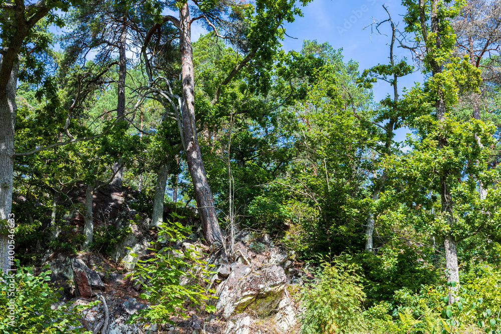 Fototapeta premium Beautiful natural forest landscape view on mountain background.
