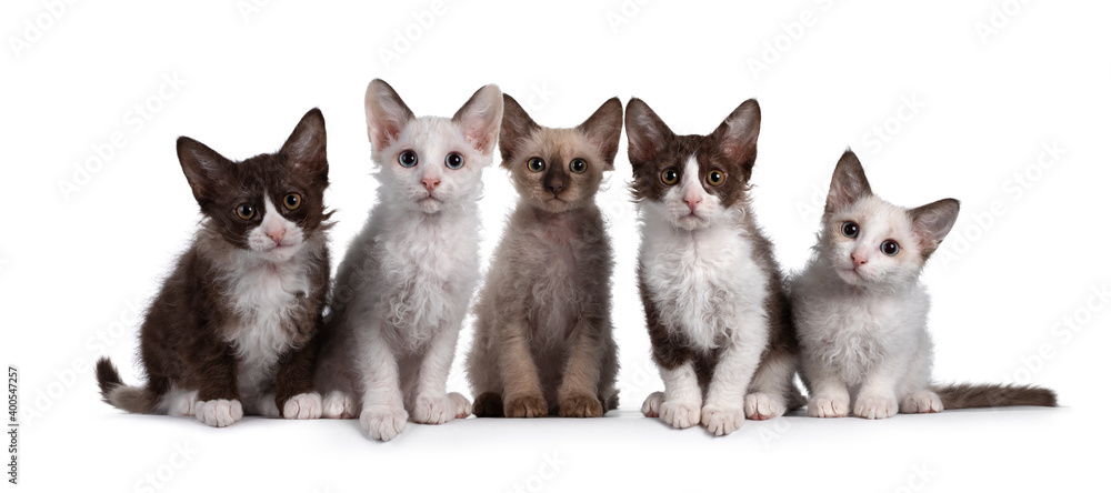 Row LaPerm cat kittens on white background Row LaPerm cat kittens on white background
