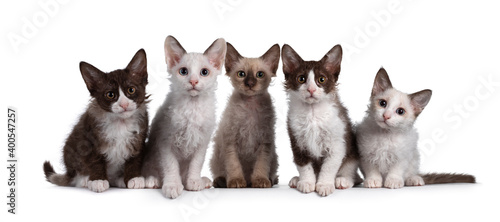 Row LaPerm cat kittens on white background