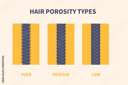 Hair porosity types classification set. Strand with low, normal and high cuticle porosity. Anatomical structure scheme vector illustration.