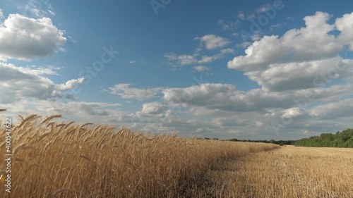 Spikelets of wheat with grain shakes wind. Field of ripening wheat against sky. grain harvest ripens in summer. agricultural business concept. environmentally friendly wheat