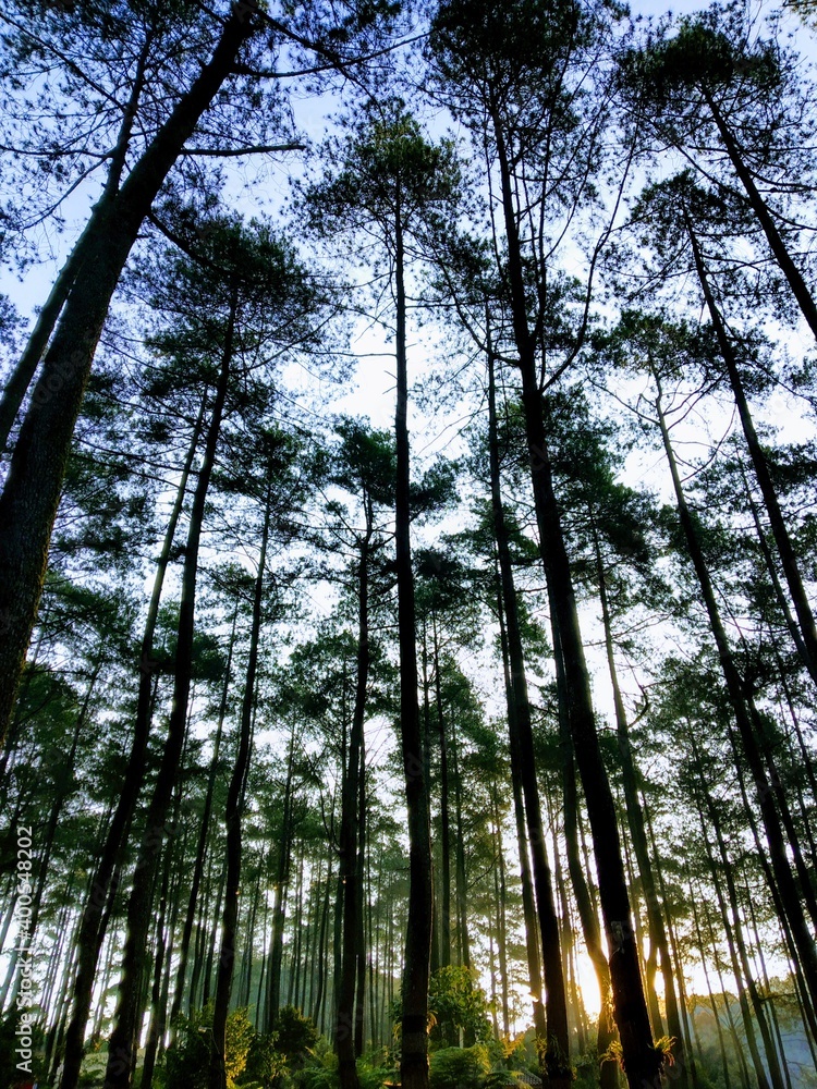 Fototapeta premium trees in the forest 21 Des 2020