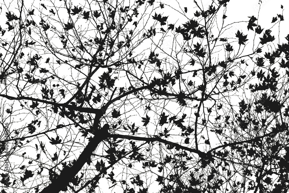 Obraz premium Leafless tree blanches in black and white. Dramatic forest background.