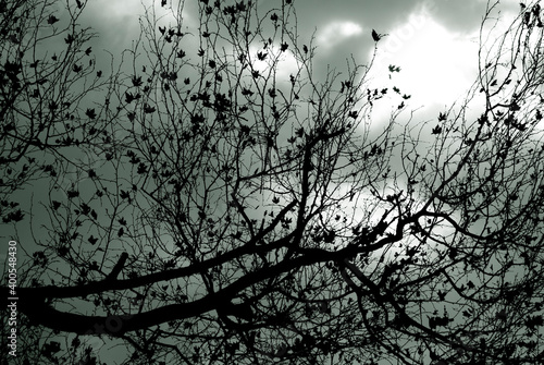 Leafless tree branches in black and white. Dramatic forest background.