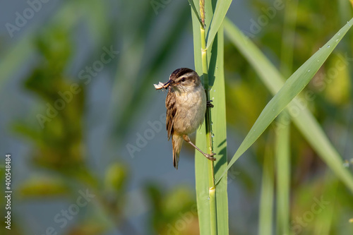 The adult Sedge warbler are feeding chicks in the morning