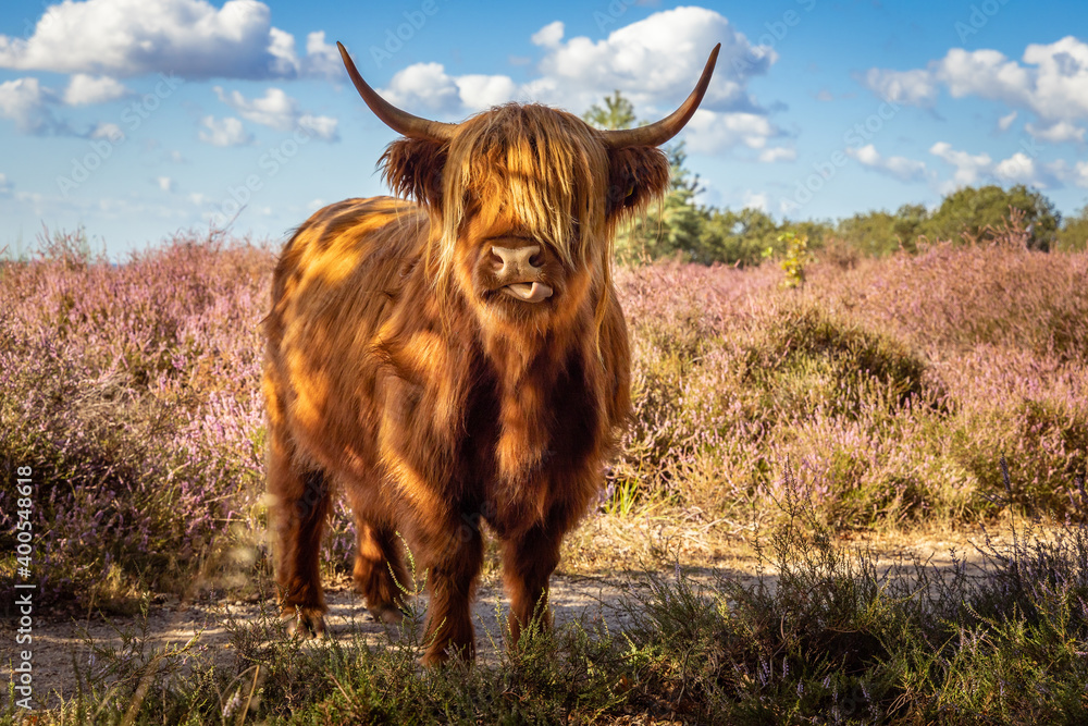 Scottish Highland cow with horns looks into the camera