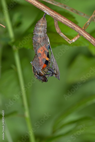 Kleiner Fuchs, Aglais urticae, Schlupf aus Puppe, DE, NRW, Schwelm 2020/07/25 05:51:57 photo