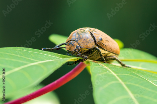 Beautiful European chafer beetle on a green leaf closeup front face macro photo, old hairy beetle looking for food, soft bokeh background. photo