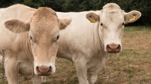 two beige cows close up look into the camera