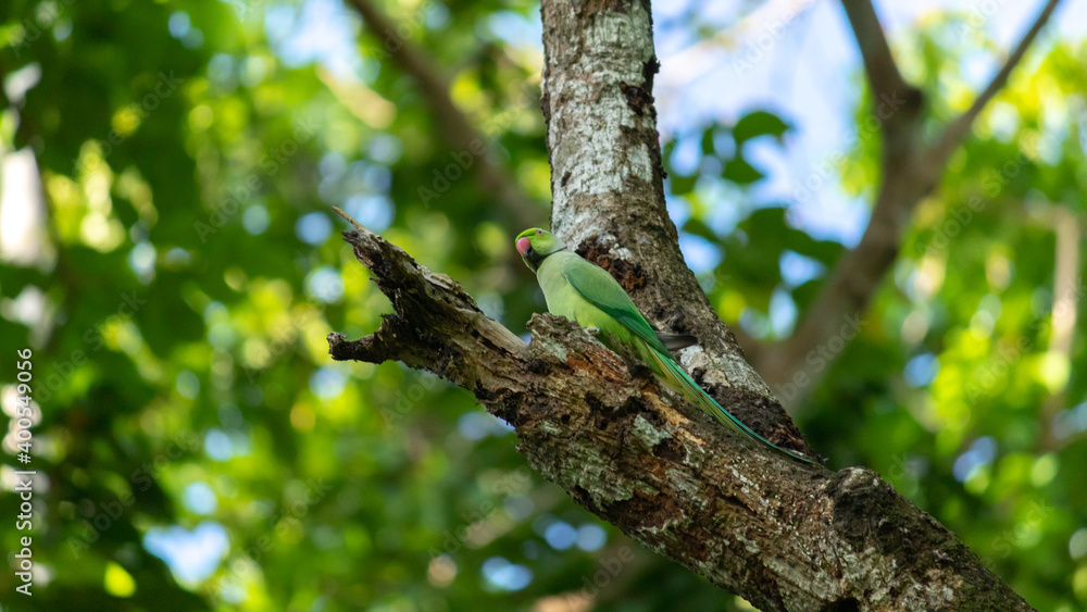 Red ringed green parrot in an old dead tree branch, photograph from under the tree. Red ringed green parrot in an old dead tree branch, photograph from under the tree.