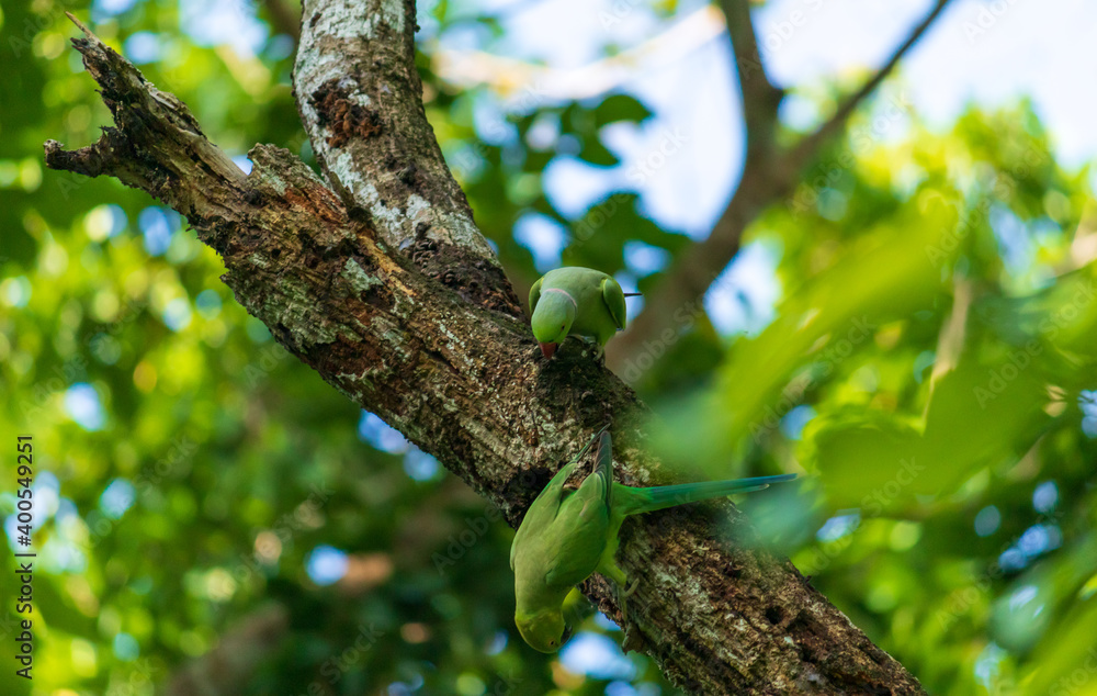 Obraz premium Red ringed parrot pair in an old dead tree branch, searching for a suitable place to create a hole for the nest.