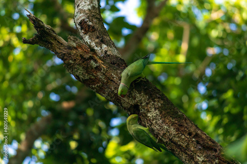 Red ringed parrot pair in an old dead tree branch, searching for a suitable place to create a hole for the nest.