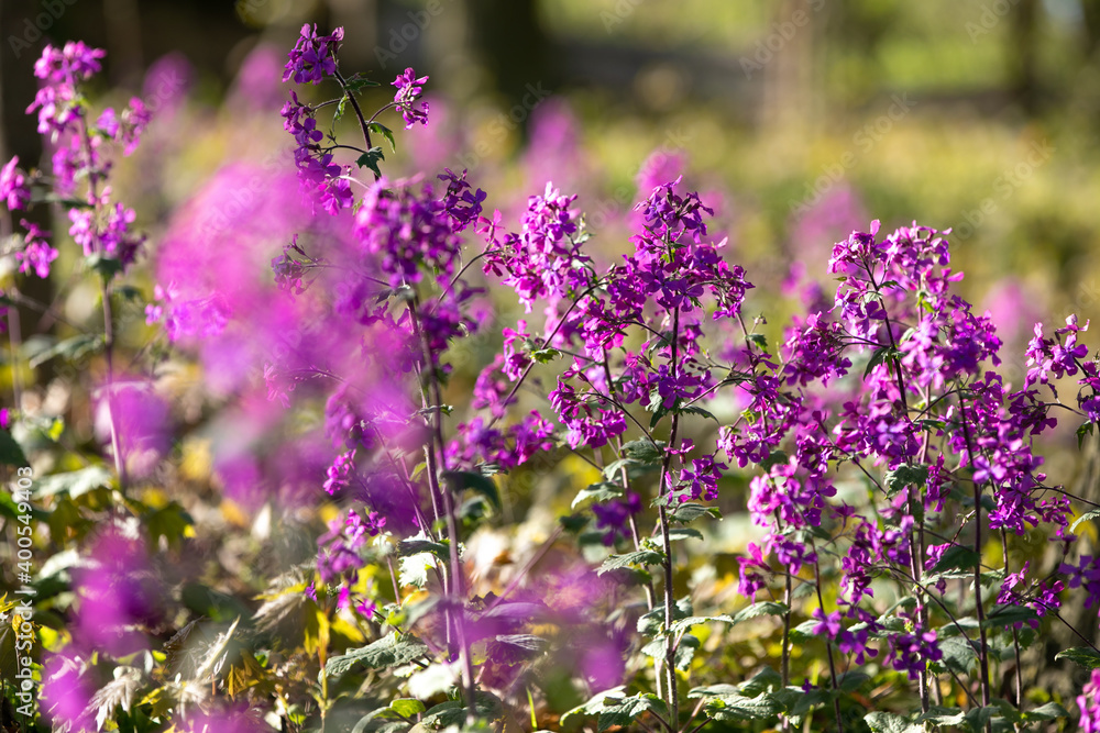Obraz premium Schöne lila pinke Blumen blühen im Wald und Garten