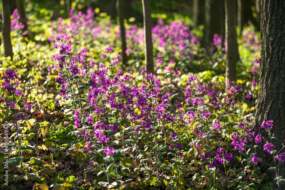 Schöne Blumen im Wald auf dem Waldboden im Frühling
