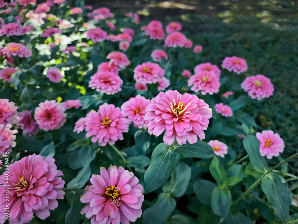High Angle View of Pink Flowers in the Garden High Angle View of Pink Flowers in the Garden