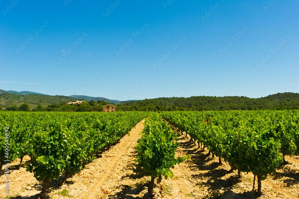 Vineyard near Minervre, Herault, [Languedoc Roussillon], France