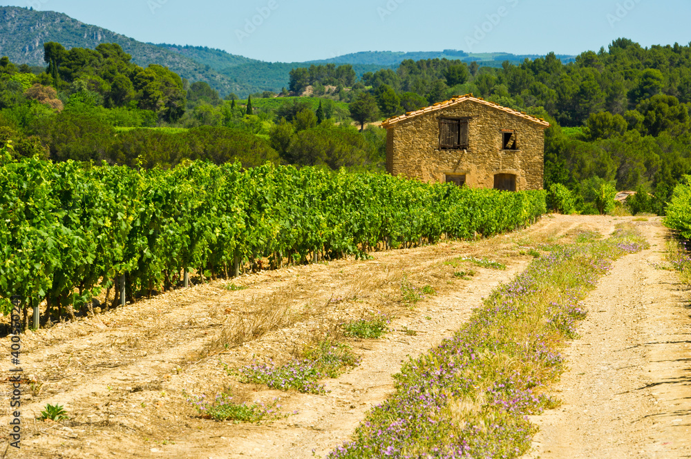 Vineyard near Minervre, Herault, [Languedoc Roussillon], France