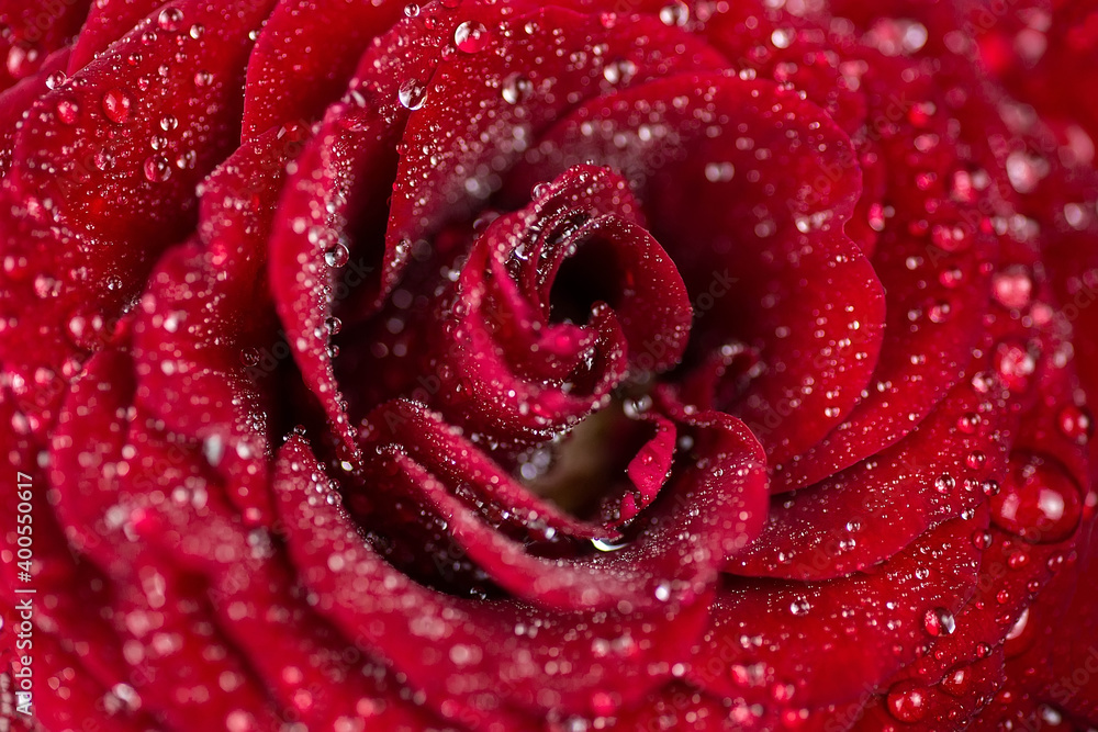 Natural red roses background Natural red roses background