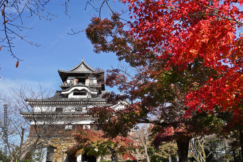 Inuyama Castle and Red maple leaf in the Autumn Season in Inuyama City of Aichi Prefecture, Japan