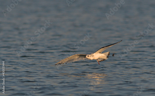 Little gull (Hydrocoloeus minutus or Larus minutus), Crete © ASakoulis