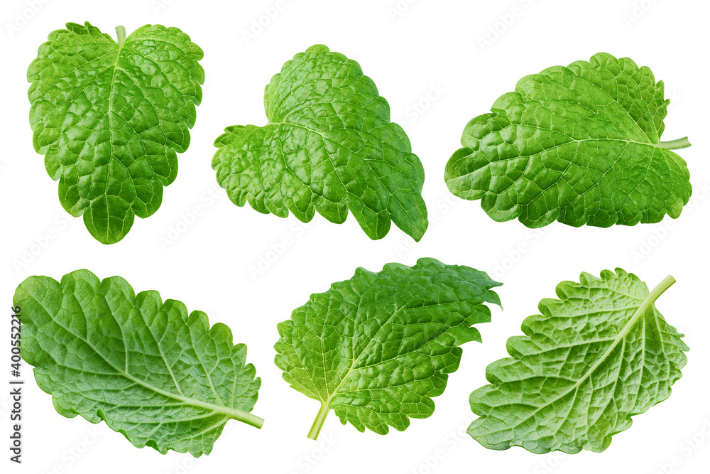 Melissa leaf, lemon balm isolated on white background, clipping path, full depth of field Melissa leaf, lemon balm isolated on white background, clipping path, full depth of field